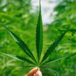 cbd-7707038_1280