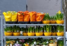 Grzyb na roślinach stabilizowanych w biurze: diagnostyka